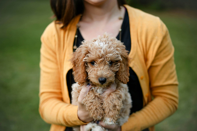 Puppy Being Held